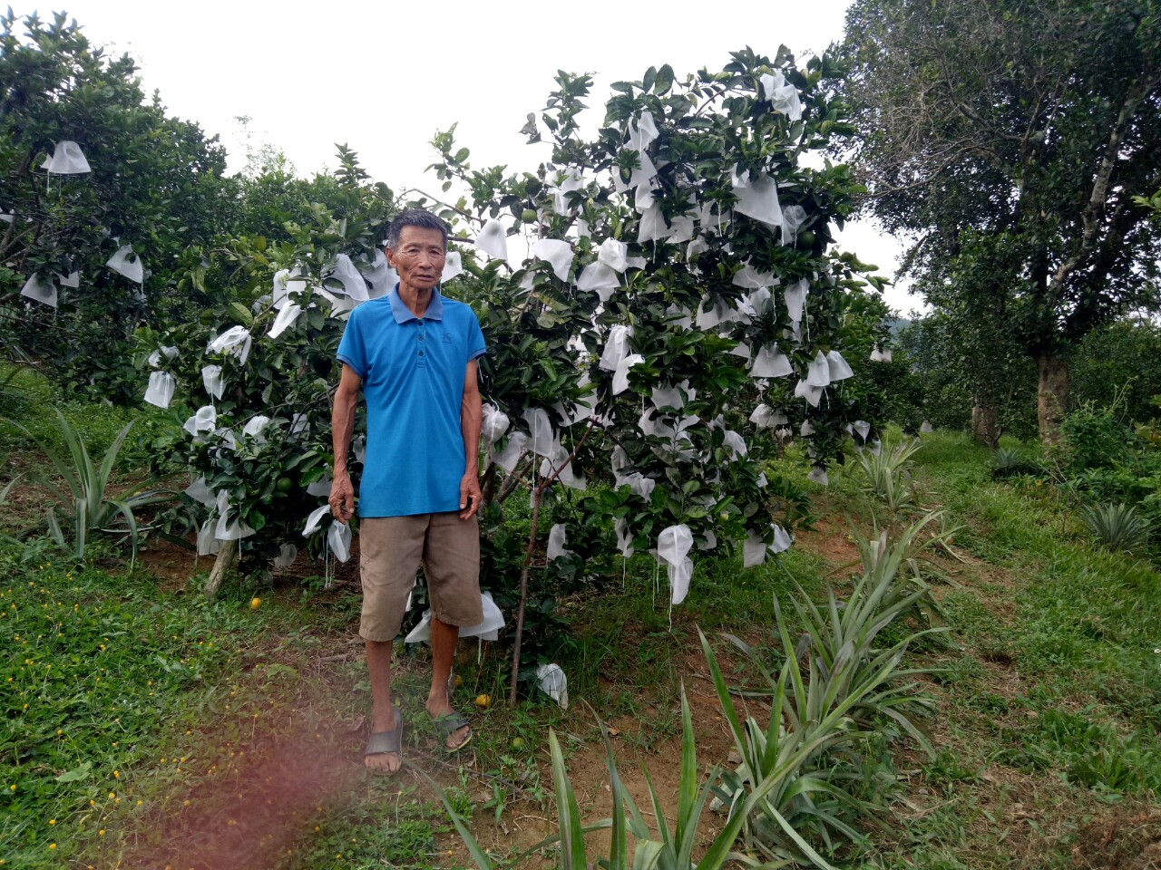 Câu chuyện thoát nghèo của một nông hộ ở xã Sơn Hồng